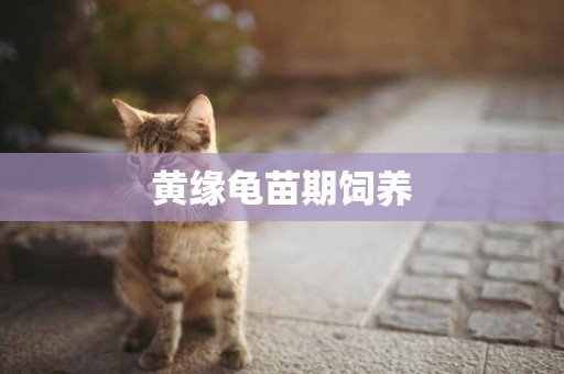 黃緣龜苗期飼養