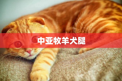 中亞牧羊犬腿