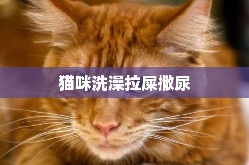 貓咪洗澡拉屎撒尿