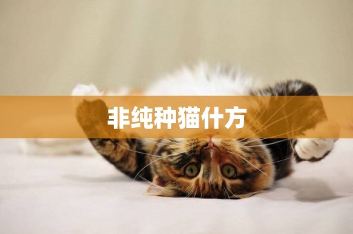 非純種貓什方