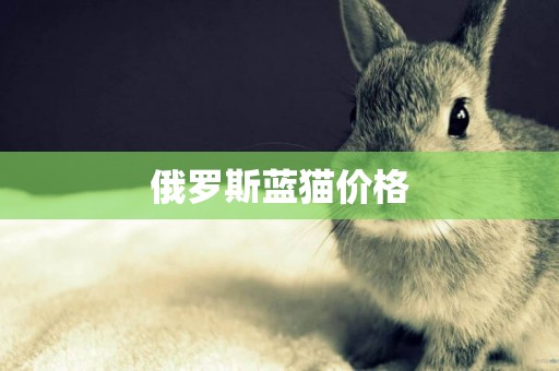 俄羅斯藍貓價格