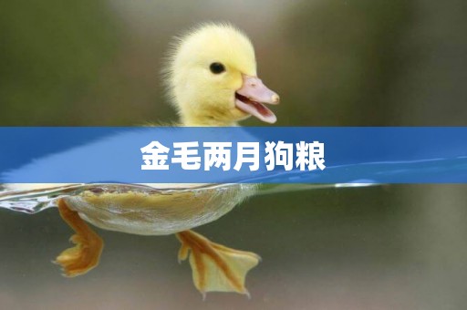 金毛兩月狗糧