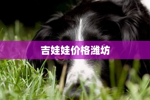 吉娃娃價格濰坊