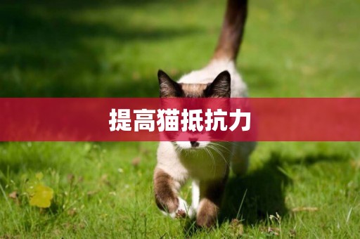 提高貓抵抗力