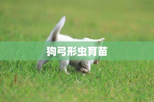 狗弓形蟲育苗