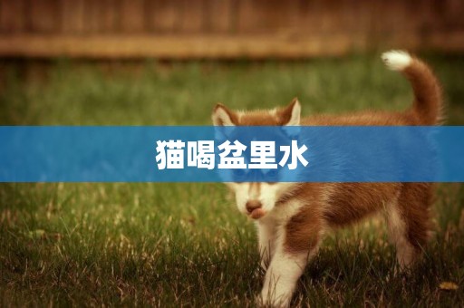 貓喝盆里水