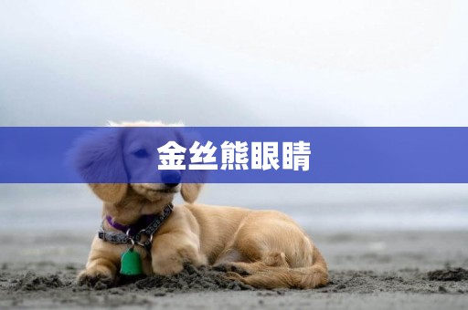 金絲熊眼睛