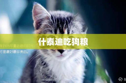 什泰迪吃狗糧
