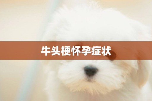 牛頭梗懷孕癥狀