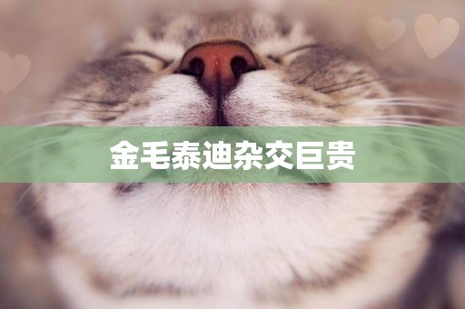 金毛泰迪雜交巨貴