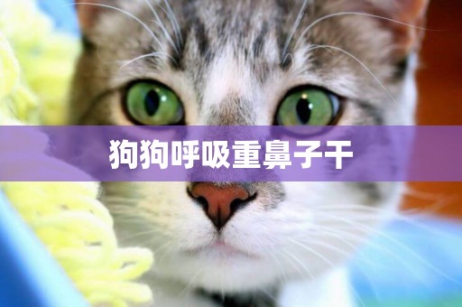 狗狗呼吸重鼻子干