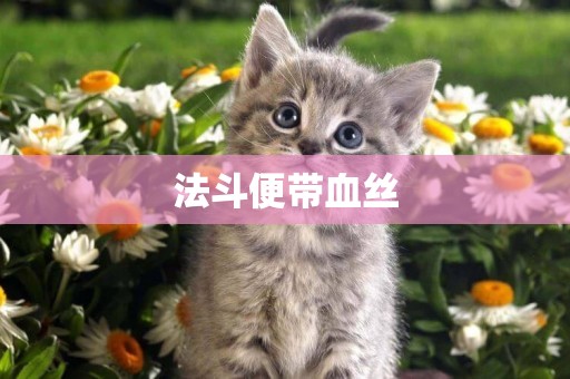 法斗便帶血絲