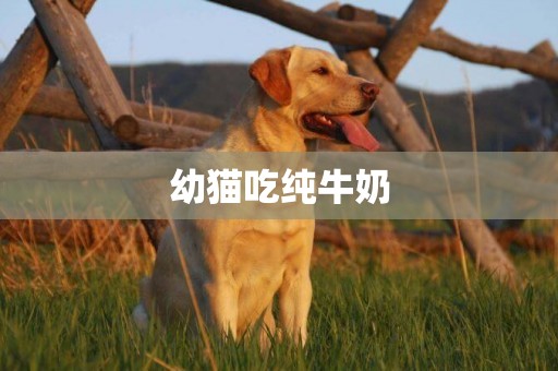 幼貓吃純牛奶