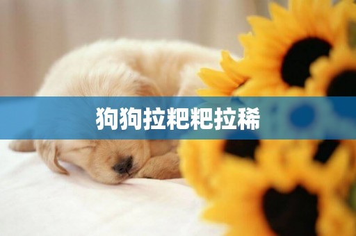 狗狗拉粑粑拉稀