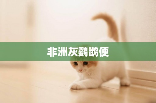 非洲灰鸚鵡便