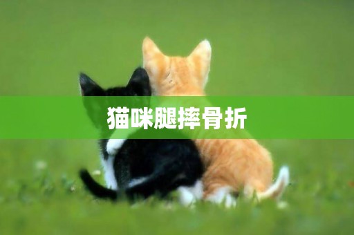 貓咪腿摔骨折