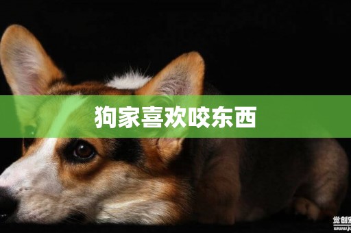狗家喜歡咬東西
