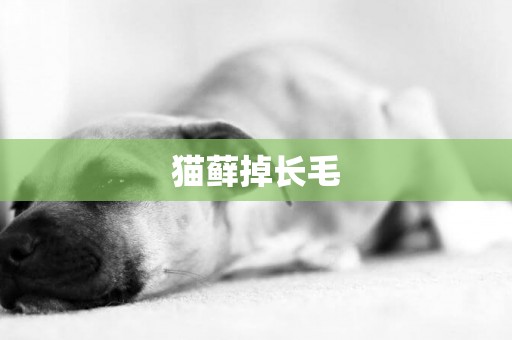 貓蘚掉長毛