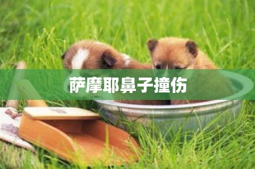 薩摩耶鼻子撞傷