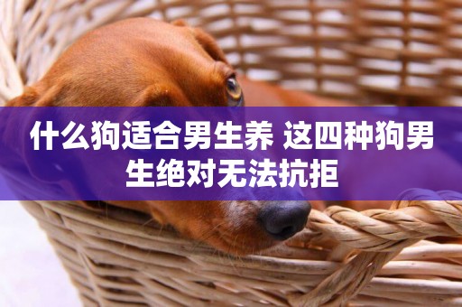 什么狗適合男生養 這四種狗男生絕對無法抗拒