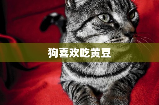 狗喜歡吃黃豆