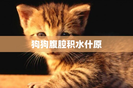 狗狗腹腔積水什原