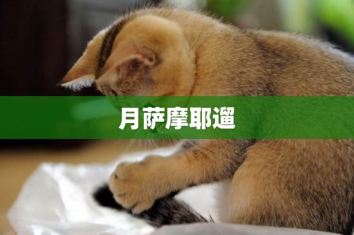月薩摩耶遛
