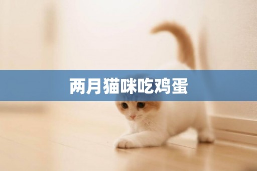 兩月貓咪吃雞蛋