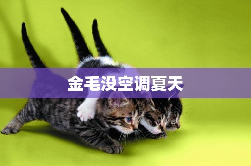 金毛沒空調夏天