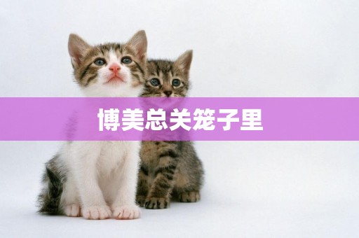 博美總關籠子里