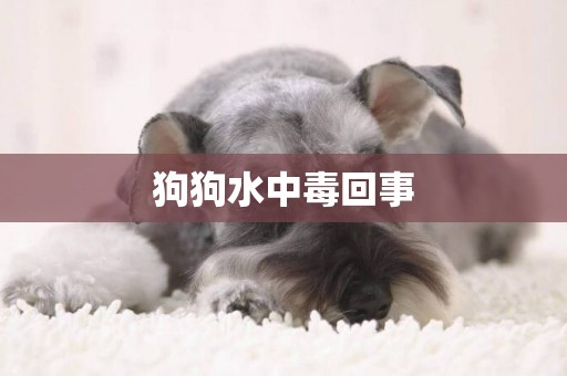 狗狗水中毒回事
