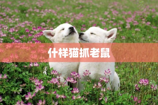 什樣貓抓老鼠
