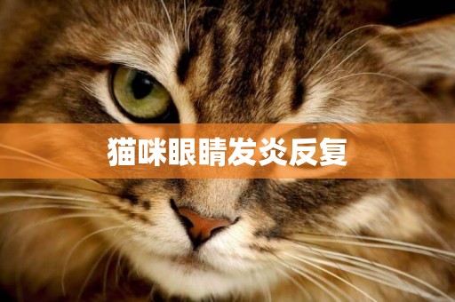 貓咪眼睛發炎反復