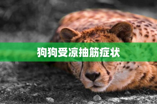 狗狗受涼抽筋癥狀