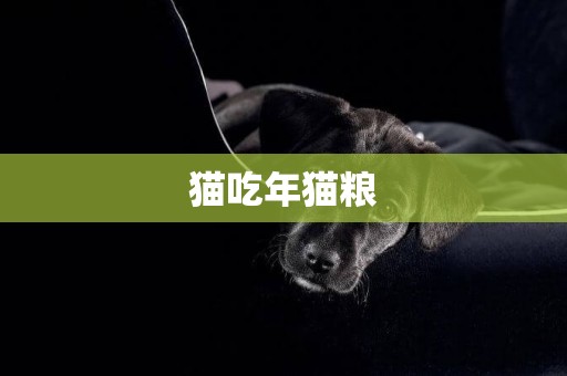 貓吃年貓糧