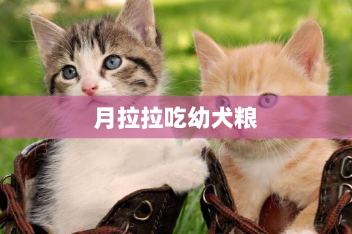 月拉拉吃幼犬糧