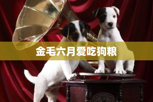 金毛六月愛吃狗糧