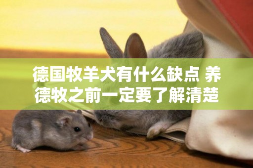 德國牧羊犬有什么缺點 養德牧之前一定要了解清楚