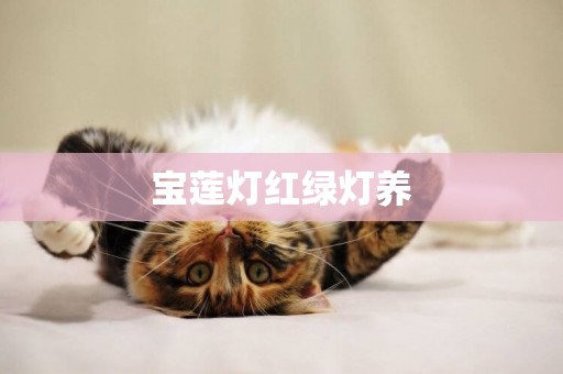 寶蓮燈紅綠燈養