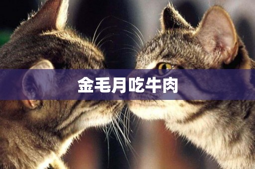 金毛月吃牛肉