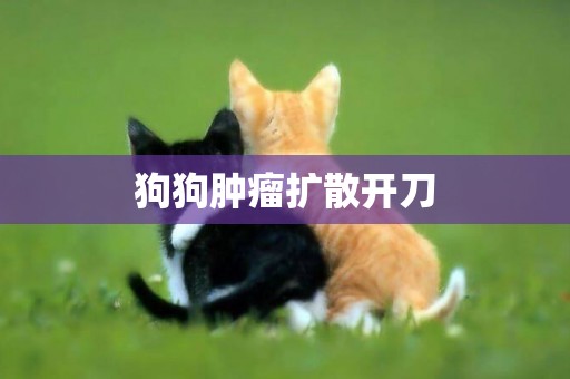 狗狗腫瘤擴散開刀