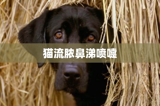 貓流膿鼻涕噴嚏