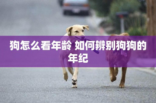 狗怎么看年齡 如何辨別狗狗的年紀