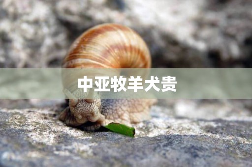 中亞牧羊犬貴