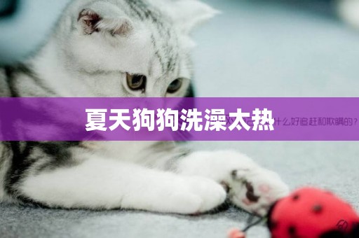 夏天狗狗洗澡太熱