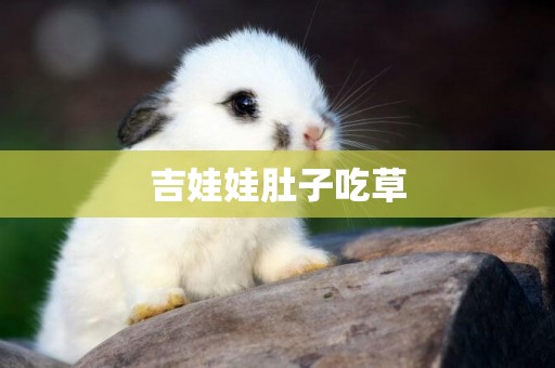 吉娃娃肚子吃草