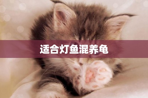 適合燈魚混養龜