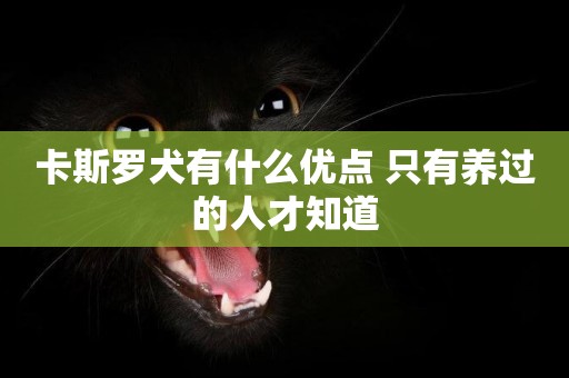 卡斯羅犬有什么優點 只有養過的人才知道