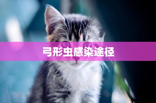 弓形蟲感染途徑