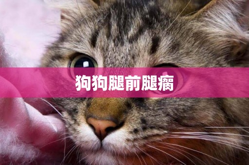 狗狗腿前腿瘸